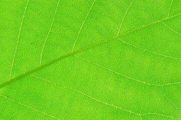 close up on fresh green leaf vein