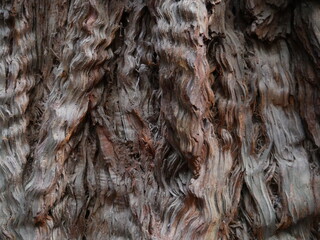 Redwood Bark