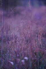 Sunrise over the field 