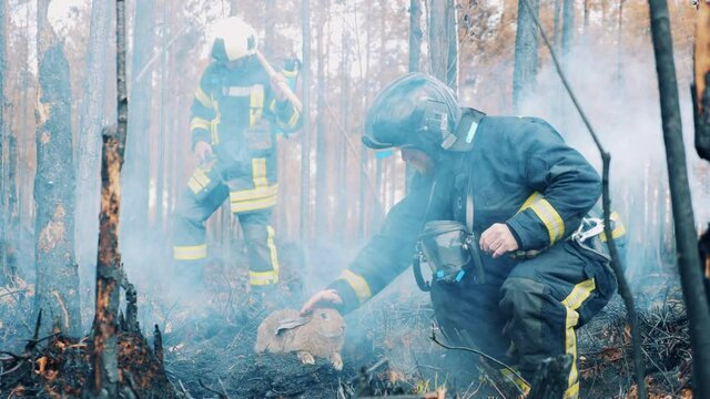 A fireman is saving a rabbit in the burning forest