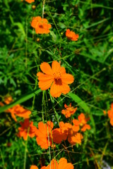 orange flowers in the garden