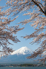 Fuji Mountain and Pink Sakura Branches in Spring at Kawaguchiko Lake Japan