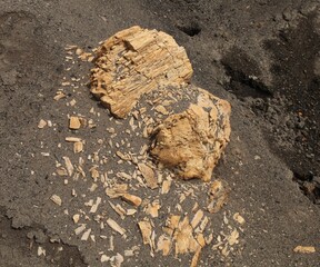 Petrified wood in Custer National Forest, Montana