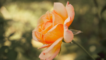 photo of artistic sweet rose in the garden