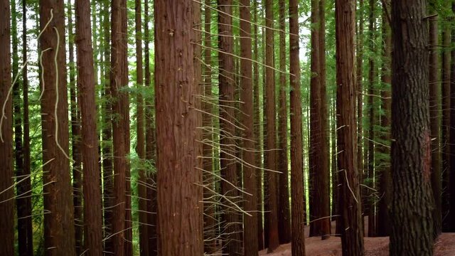 Redwood forest in Cabezon de la Sal, Cantabria, Spain. High quality 4k footage