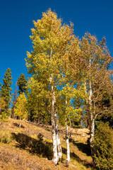 autumn forest in the mountains