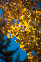 The leaves of an aspen tree in the fall 