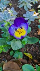 blue and yellow flower