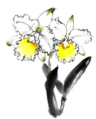水墨画技法で描いた墨白いカトレア