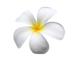 frangipani flowers isolated on white