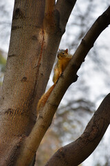 Squirrel balancing on branch