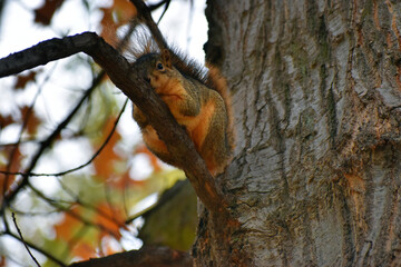 Very Large squirrel on tiny branch