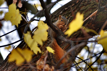 Naklejka na ściany i meble Baby squirrel in tree
