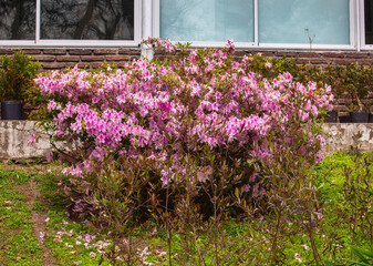 Fototapeta na wymiar bush of pink flowers in the garden