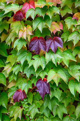 Beautiful, vibrant, fall color in vine leaves growing on a wall as a nature background
