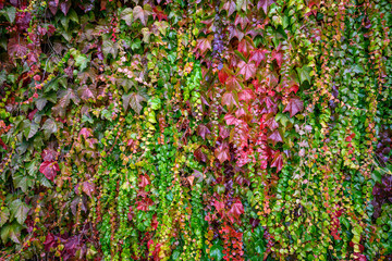 Beautiful, vibrant, fall color in vine leaves growing on a wall as a nature background
