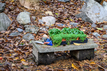Tray of fresh plants ready for planting in a fall garden, hand spade and gloves
