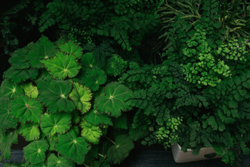 Tropical nature concepts. Green leaves background, leaves texture, botanical flat lay. Nature concept.