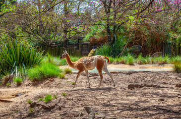 lama walking in the park