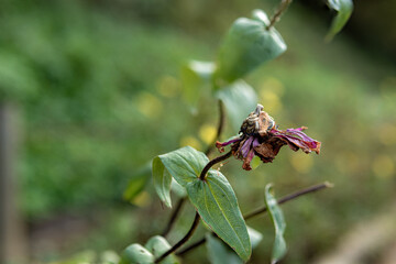 枯れたヒャクニチソウの花
