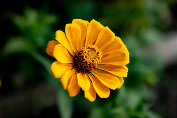 黄色ヒャクニチソウの花のクローズアップ