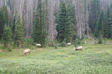 Natural scene with forest and caribou grazing
