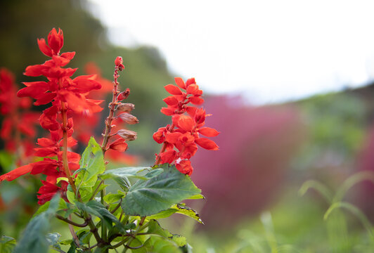 サルビア Images Browse 2 270 Stock Photos Vectors And Video Adobe Stock