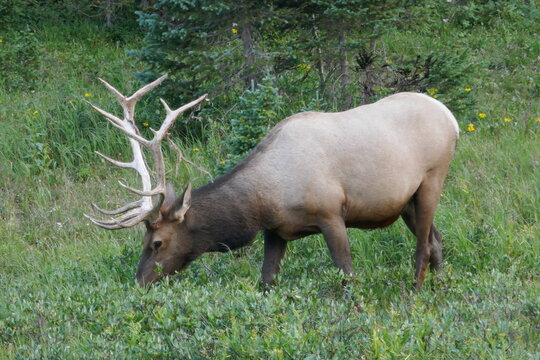 Large male caribou or reindeer grazing on grass