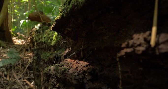 Decomposition of fallen tree and organic matter that make up carbon cycle