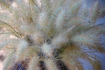 Full frame close-up view of decorative Muhlenbergia Capillaris White Cloud Muhly Grass panicles - obrazy, fototapety, plakaty