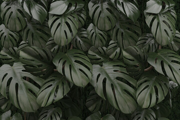 Vertical garden monstera, wall decorate, green plants decoration, 3D rendering