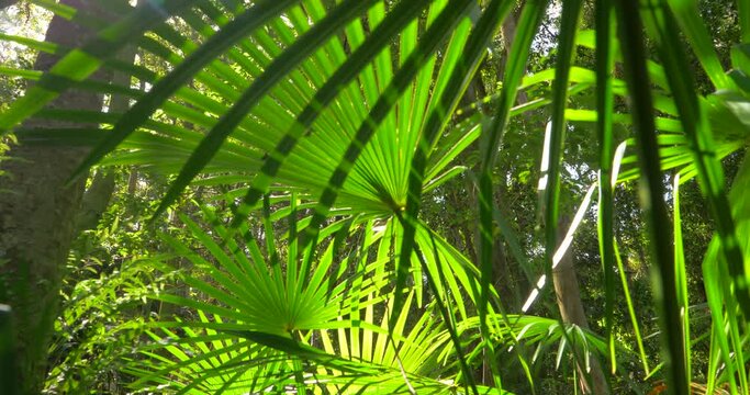 Wild rainforest jungle palm fronds ecosystem in natural lush forest 