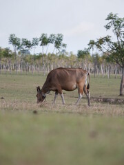 Fototapeta premium Cow in the field