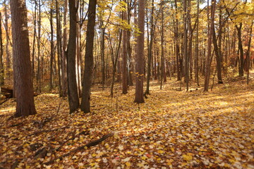 autumn in the forest