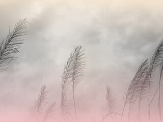 Soft gently wind grass flowers in aesthetic nature of early morning misty sky background. Quiet and calm image in minimal zen mood. Winter nature in pastel tone.