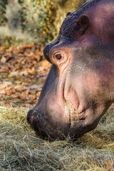 A hippo eats hay outside.