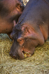 A hippo eats hay outside.