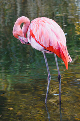 The Cuban flamingo cleans its feathers and stands in the water.