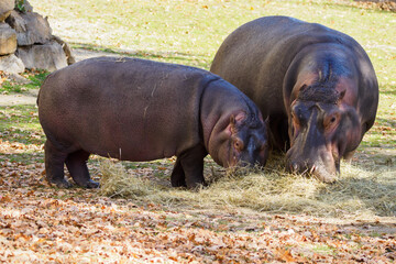 Hippopotamus with cub eating hay outside.