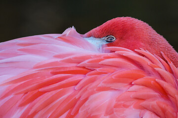 Cuban flamingo head detail in feathers.