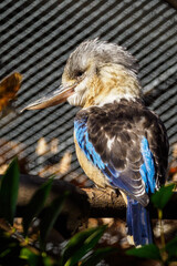 Blue-winged Kingfisher on a branch in an outdoor aviary.