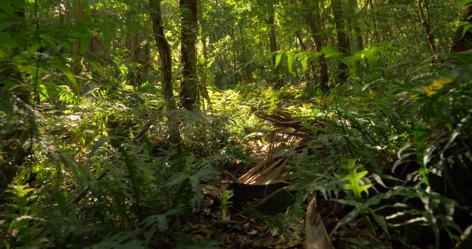 Australia temperate rain forest wilderness natural ecosystem environment