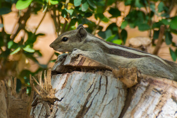 squirrel