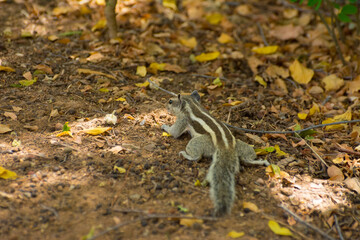 squirrel