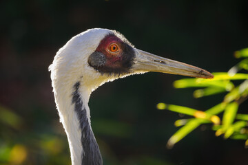 White-tailed crane head portrait outdoor.