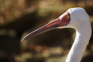 Siberian crane portrait outdoors in nature.