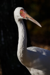 Siberian crane portrait outdoors in nature.