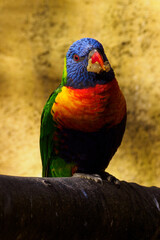 Multicolored lori parrot feeding on a branch.