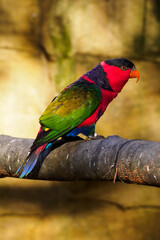 Tricolor parrot on a branch.