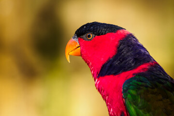 Portrait of a lori parrot head. - obrazy, fototapety, plakaty
